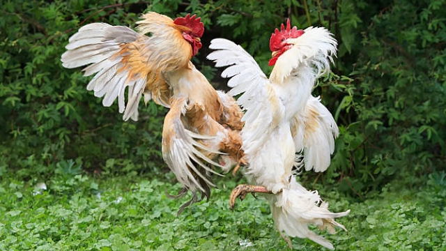 Cách nuôi gà tre đá tiền